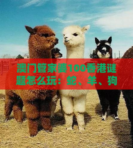 澳门管家婆100香港谜题怎么玩：蛇、羊、狗、牛，77777888888精准新传小说二勇公,澳门管家婆100精准香港谜题答案创新释义、解释与落实-拒绝虚假的承诺